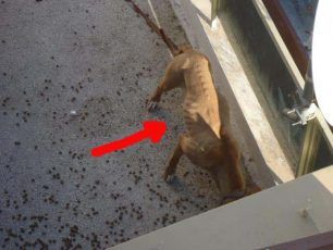 Νίκαια: Έφυγε και παράτησε επί 3 μήνες χωρίς τροφή το σκυλί του